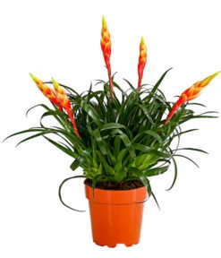 Vriesea - Bromelia Cultivars 'Shannon'