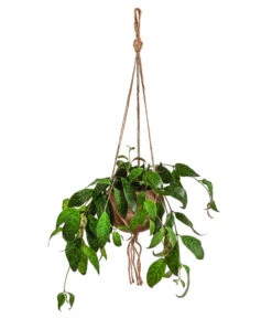 Kokodama-Ampel Gefleckte Schamblume - Aeschynanthus Marmoratus