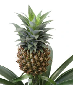Ananaspflanze - Ananas Comosus, In Keramik 9 Ananaspflanze - Ananas Comosus, In Keramik -Gartenbedarf Geschäft 8627978 WE DE 001 AnanaspflanzeInKeramik