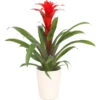 Guzmanie - Guzmania Calypso, In Keramik -Gartenbedarf Geschäft 8628018 WE FS 001 GuzmaniaCalypsoInKeramikT13