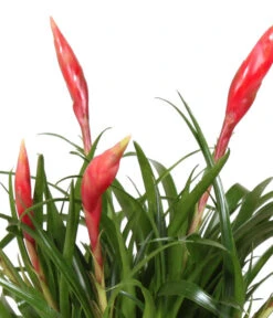 Bromelien-Set Sommerfrische, 4-teilig 13 Bromelien-Set Sommerfrische, 4-teilig -Gartenbedarf Geschäft 8628059 WE DE 001 BromelienMix4erSet
