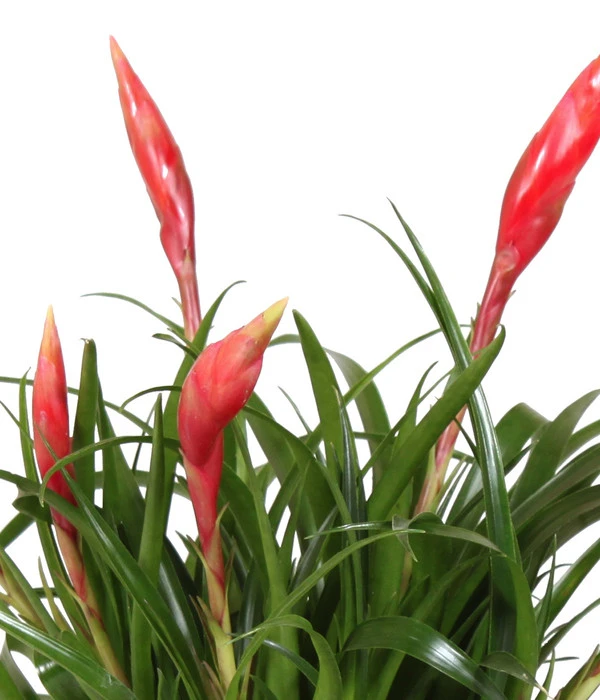 Bromelien-Set Sommerfrische, 4-teilig 7 Bromelien-Set Sommerfrische, 4-teilig – Bild 5