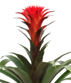 Bromelien-Set Sommerfrische, 4-teilig 15 Bromelien-Set Sommerfrische, 4-teilig -Gartenbedarf Geschäft 8628059 WE DE 002 BromelienMix4erSet