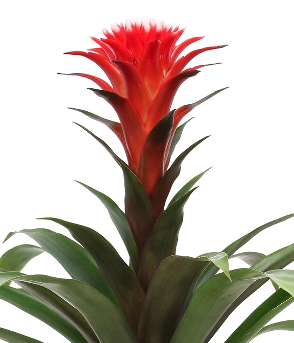 Bromelien-Set Sommerfrische, 4-teilig 9 Bromelien-Set Sommerfrische, 4-teilig – Bild 7