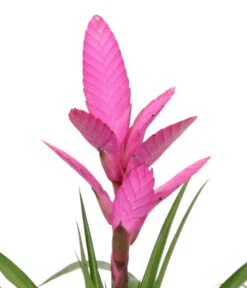 Bromelien-Set Sommerfrische, 4-teilig 14 Bromelien-Set Sommerfrische, 4-teilig -Gartenbedarf Geschäft 8628059 WE DE 003 BromelienMix4erSet