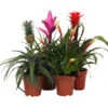 Bromelien-Set Sommerfrische, 4-teilig -Gartenbedarf Geschäft 8628059 WE FS 002 BromelienMix4erSet