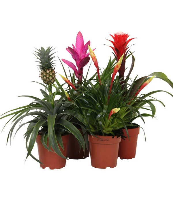 Bromelien-Set Sommerfrische, 4-teilig 3 Bromelien-Set Sommerfrische, 4-teilig