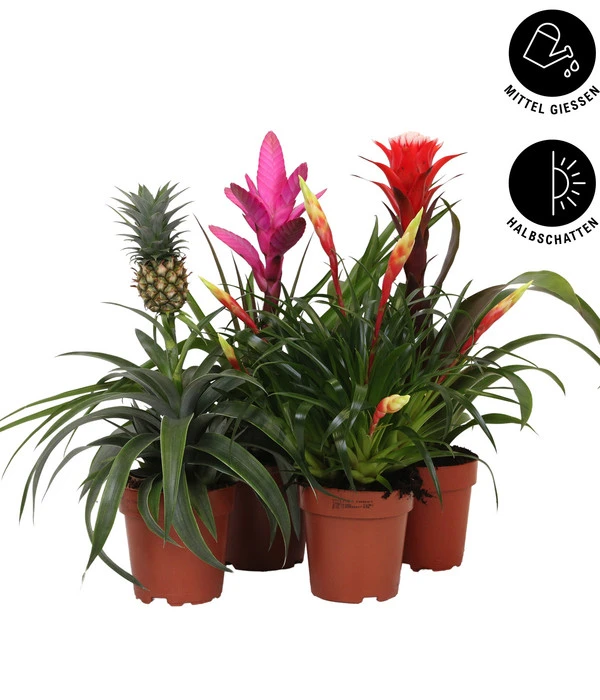 Bromelien-Set Sommerfrische, 4-teilig 4 Bromelien-Set Sommerfrische, 4-teilig – Bild 2