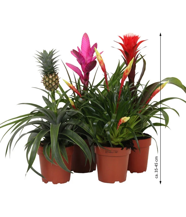 Bromelien-Set Sommerfrische, 4-teilig 5 Bromelien-Set Sommerfrische, 4-teilig – Bild 3