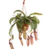 Kannenpflanze - Nepenthes Alata, Ampel Groß -Gartenbedarf Geschäft 8654162 WE FS 001 NepenthesAmpelGrossDehnerExpressHerzig