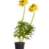 Kaiserkrone -Gartenbedarf Geschäft 8664674 PR FS 001 KaiserkroneFritillariaLuteaT14DehnerExpressZS