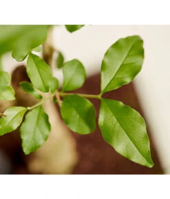 Bonsai Mit Buddha, Verschiedene Sorten 16 Bonsai Mit Buddha, Verschiedene Sorten -Gartenbedarf Geschäft 8686644 PR DE 001 BonsaiMixMitSchaleUndBuddha15erSchaleDehnerExpressZS