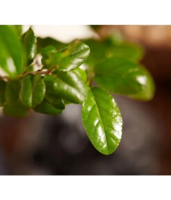 Bonsai Mit Buddha, Verschiedene Sorten 17 Bonsai Mit Buddha, Verschiedene Sorten -Gartenbedarf Geschäft 8686644 PR DE 002 BonsaiMixMitSchaleUndBuddha15erSchaleDehnerExpressZS