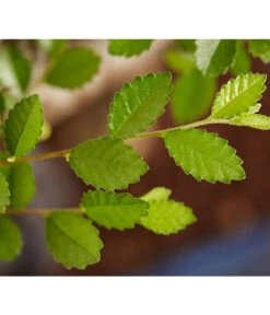 Bonsai Mit Buddha, Verschiedene Sorten 18 Bonsai Mit Buddha, Verschiedene Sorten -Gartenbedarf Geschäft 8686644 PR DE 003 BonsaiMixMitSchaleUndBuddha15erSchaleDehnerExpressZS
