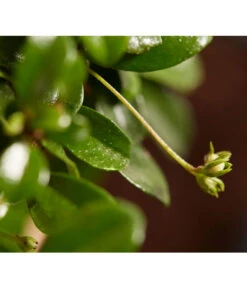 Bonsai Mit Buddha, Verschiedene Sorten 19 Bonsai Mit Buddha, Verschiedene Sorten -Gartenbedarf Geschäft 8686644 PR DE 004 BonsaiMixMitSchaleUndBuddha15erSchaleDehnerExpressZS