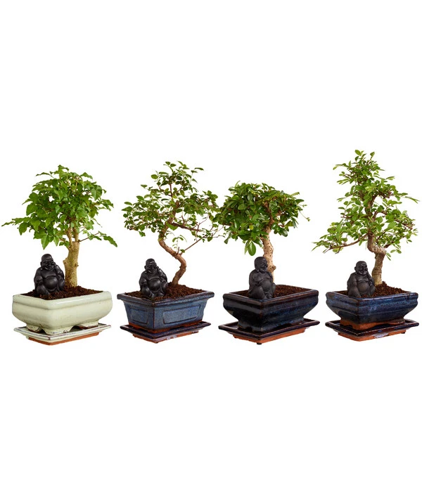 Bonsai Mit Buddha, Verschiedene Sorten 3 Bonsai Mit Buddha, Verschiedene Sorten