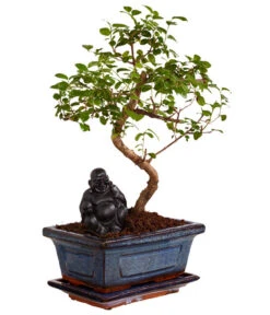Bonsai Mit Buddha, Verschiedene Sorten 13 Bonsai Mit Buddha, Verschiedene Sorten -Gartenbedarf Geschäft 8686644 PR FS 002 BonsaiMixMitSchaleUndBuddha15erSchaleDehnerExpressZS