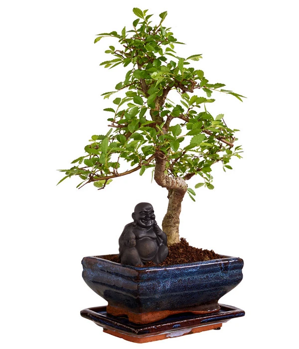 Bonsai Mit Buddha, Verschiedene Sorten 6 Bonsai Mit Buddha, Verschiedene Sorten – Bild 4