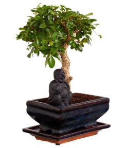 Bonsai Mit Buddha, Verschiedene Sorten 15 Bonsai Mit Buddha, Verschiedene Sorten -Gartenbedarf Geschäft 8686644 PR FS 004 BonsaiMixMitSchaleUndBuddha15erSchaleDehnerExpressZS