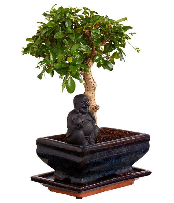 Bonsai Mit Buddha, Verschiedene Sorten 7 Bonsai Mit Buddha, Verschiedene Sorten – Bild 5