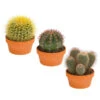 Kugelkaktus - Echinocactus, Verschiedene Sorten -Gartenbedarf Geschäft 8716748 PR FS 001 KugelkaktusMixT20