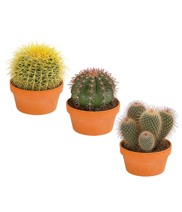 Kugelkaktus - Echinocactus, Verschiedene Sorten 3 Kugelkaktus - Echinocactus, Verschiedene Sorten
