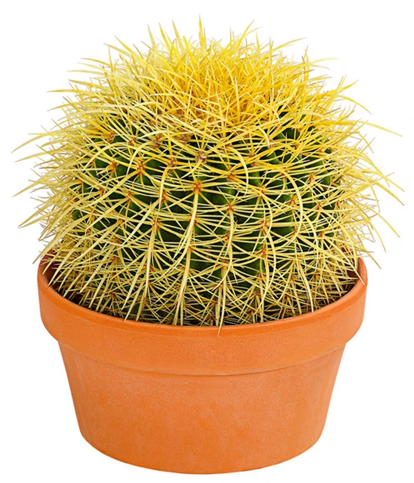 Kugelkaktus - Echinocactus, Verschiedene Sorten 4 Kugelkaktus - Echinocactus, Verschiedene Sorten – Bild 2
