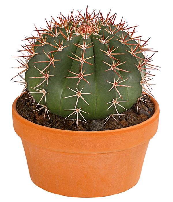 Kugelkaktus - Echinocactus, Verschiedene Sorten 5 Kugelkaktus - Echinocactus, Verschiedene Sorten – Bild 3