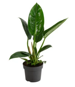 Baumfreund - Philodendron 'Imperial Green'
