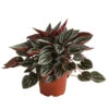 Peperomie - Peperomia Caperata 'Mendoza' -Gartenbedarf Geschäft 8720005 PR FS 001 PeperomiaMendozaT11DehnerExpressHerzig