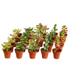 Mini Sukkulenten, Verschiedene Sorten