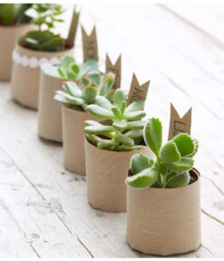 Mini Sukkulenten, Verschiedene Sorten -Gartenbedarf Geschäft 8722514 PR MO 006 Sukkulenten