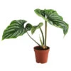 Baumfreund - Philodendron Plowmanii -Gartenbedarf Geschäft 8723546 WE FS 001 PhilodendronPlowmaniiT15