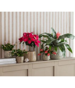 Lanzenrosette - Aechmea Fasciata -Gartenbedarf Geschäft 8731382 8225054 WE MO 001 PrincettiaStammT15