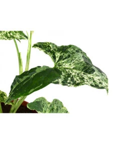 Purpurtute - Syngonium Podophyllum 'Mottled' -Gartenbedarf Geschäft 8731432 WE DE 001 PurpurtuteSyngoniumMottledT12