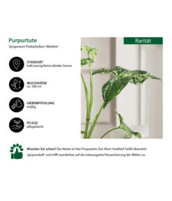 Purpurtute - Syngonium Podophyllum 'Mottled' -Gartenbedarf Geschäft 8731432 WE IG 001 PurpurtuteSyngoniumMottled
