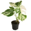 Fensterblatt - Monstera Deliciosa 'Variegata', Panaschiert -Gartenbedarf Geschäft 8742181 WE FS 001 FensterblattMonsteraVariegataT12