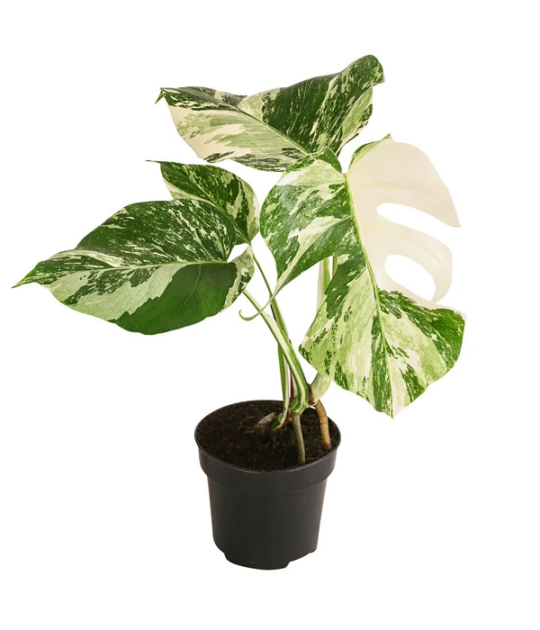 Fensterblatt - Monstera Deliciosa 'Variegata', Panaschiert 3 Fensterblatt - Monstera Deliciosa 'Variegata', Panaschiert