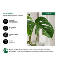 Fensterblatt - Monstera Deliciosa 'Variegata', Panaschiert 9 Fensterblatt - Monstera Deliciosa 'Variegata', Panaschiert -Gartenbedarf Geschäft 8742181 WE IG 001 FensterblattMonsteraVariegata