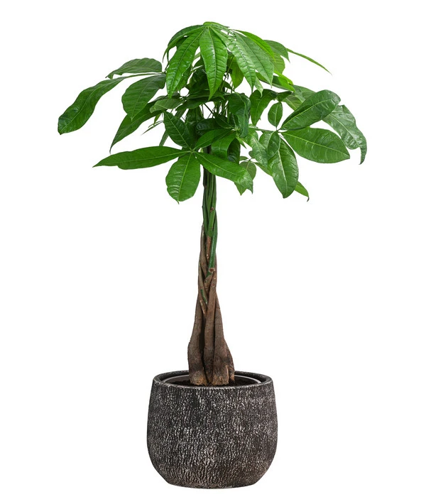 Glückskastanie - Pachira Aquatica, In Keramik 3 Glückskastanie - Pachira Aquatica, In Keramik