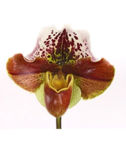Frauenschuh - Paphiopedilum Hybride, Verschiedene Sorten 20 Frauenschuh - Paphiopedilum Hybride, Verschiedene Sorten -Gartenbedarf Geschäft 8756744 PR DE 001 FrauenschuhPaphiopedilum1TrieberDehnerHerzig