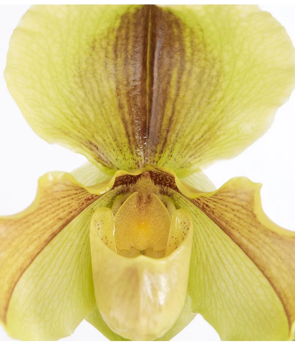 Frauenschuh - Paphiopedilum Hybride, Verschiedene Sorten 10 Frauenschuh - Paphiopedilum Hybride, Verschiedene Sorten – Bild 8