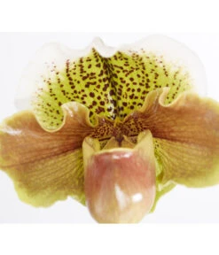 Frauenschuh - Paphiopedilum Hybride, Verschiedene Sorten 22 Frauenschuh - Paphiopedilum Hybride, Verschiedene Sorten -Gartenbedarf Geschäft 8756744 PR DE 003 PaphiopedilumComp1TrieberT12DehnerExpressZS
