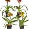 Frauenschuh - Paphiopedilum Hybride, Verschiedene Sorten -Gartenbedarf Geschäft 8756744 PR FS 001 Frauenschuh1TrT12