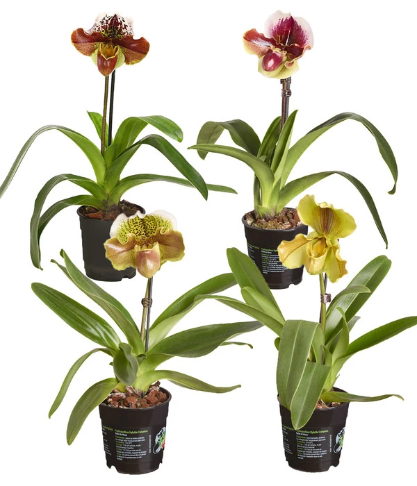 Frauenschuh - Paphiopedilum Hybride, Verschiedene Sorten 3 Frauenschuh - Paphiopedilum Hybride, Verschiedene Sorten
