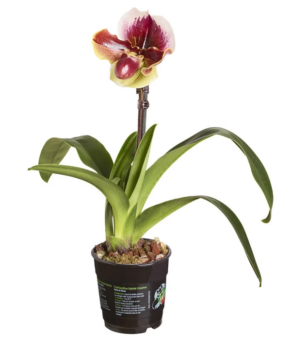 Frauenschuh - Paphiopedilum Hybride, Verschiedene Sorten 7 Frauenschuh - Paphiopedilum Hybride, Verschiedene Sorten – Bild 5