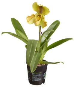 Frauenschuh - Paphiopedilum Hybride, Verschiedene Sorten 16 Frauenschuh - Paphiopedilum Hybride, Verschiedene Sorten -Gartenbedarf Geschäft 8756744 PR FS 002 PaphiopedilumComp1TrieberT12DehnerExpressZS