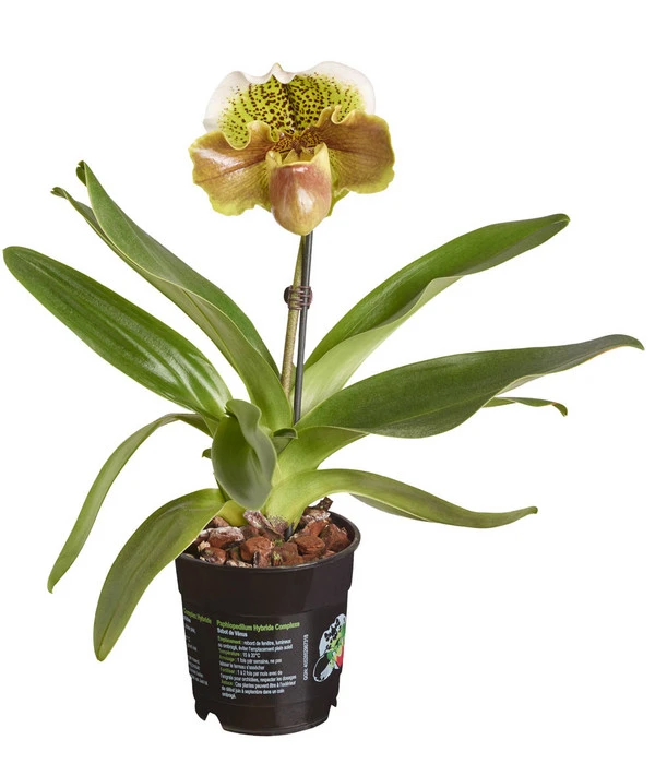 Frauenschuh - Paphiopedilum Hybride, Verschiedene Sorten 6 Frauenschuh - Paphiopedilum Hybride, Verschiedene Sorten – Bild 4