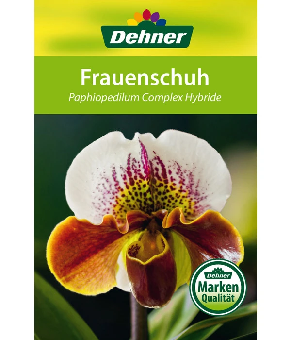 Frauenschuh - Paphiopedilum Hybride, Verschiedene Sorten 13 Frauenschuh - Paphiopedilum Hybride, Verschiedene Sorten – Bild 11