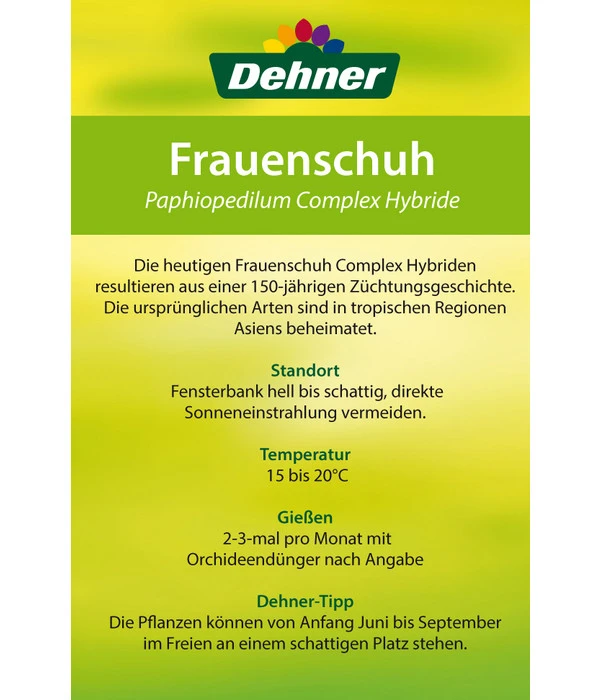 Frauenschuh - Paphiopedilum Hybride, Verschiedene Sorten 14 Frauenschuh - Paphiopedilum Hybride, Verschiedene Sorten – Bild 12